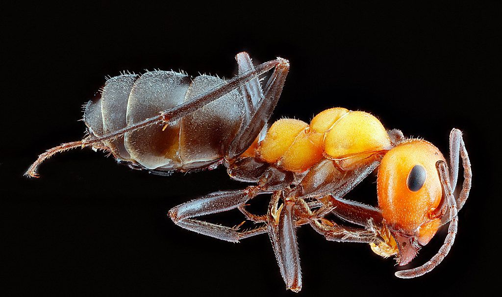 Ant Control service in Tempe, AZ