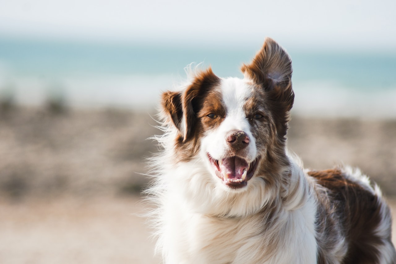 Flea & Tick Control service in Tempe, AZ