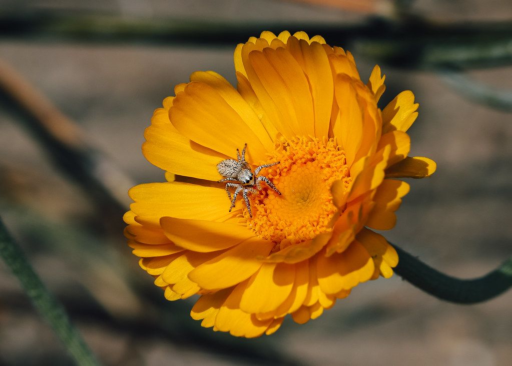 Spider Control service in Tempe, AZ